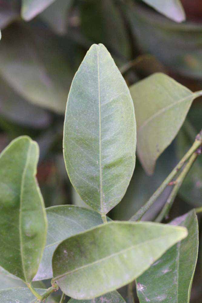              Unifoliolate leaf (Riverside, CA)       